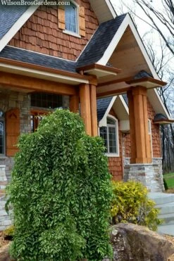 Fragrant Fountain Weeping Japanese Snowbell Tree - 7 Gallon Pot -Garden Supplies Sales 2024 styrax japonica fragrant fountain weeping japanese snowbell tree 9 1