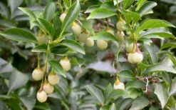 Pink Chimes Japanese Snowbell - 1 Gallon Pot -Garden Supplies Sales 2024 styrax japonica pink chimes japanese snowbell tree 11