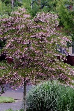 Pink Chimes Japanese Snowbell - 1 Gallon Pot -Garden Supplies Sales 2024 styrax japonica pink chimes japanese snowbell tree 2
