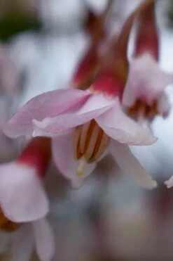 Pink Chimes Japanese Snowbell - 1 Gallon Pot -Garden Supplies Sales 2024 styrax japonica pink chimes japanese snowbell tree 3