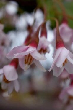 Pink Chimes Japanese Snowbell - 1 Gallon Pot -Garden Supplies Sales 2024 styrax japonica pink chimes japanese snowbell tree 4
