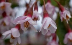 Pink Chimes Japanese Snowbell - 1 Gallon Pot -Garden Supplies Sales 2024 styrax japonica pink chimes japanese snowbell tree 5