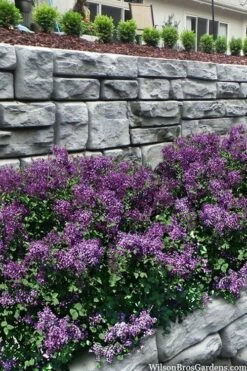 Bloomerang Dark Purple Lilac - 3 Gallon Pot -Garden Supplies Sales 2024 syringa bloomerang dark purple lilac 22 1