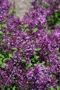 Bloomerang Dark Purple Lilac - 5 Pack Of Quart Pots -Garden Supplies Sales 2024 syringa bloomerang dark purple lilac 23