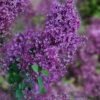 Bloomerang Dark Purple Lilac - 5 Pack Of Quart Pots -Garden Supplies Sales 2024 syringa bloomerang dark purple lilac 24