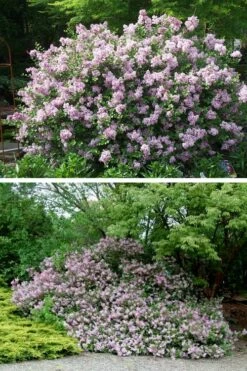 Palibin Dwarf Lilac Bush - 3 Gallon Pot -Garden Supplies Sales 2024 syringa meyeri palibin dwarf lilac 4