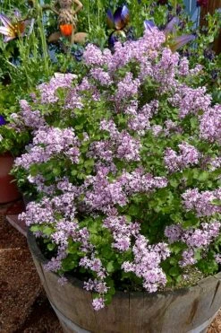 Palibin Dwarf Lilac Bush - 3 Gallon Pot -Garden Supplies Sales 2024 syringa meyeri palibin dwarf lilac 5