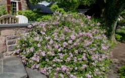 Palibin Dwarf Lilac Bush - 3 Gallon Pot -Garden Supplies Sales 2024 syringa meyeri palibin dwarf lilac 6