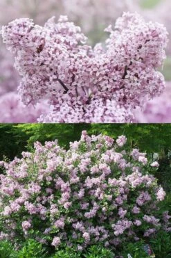 Palibin Dwarf Lilac Bush - 3 Gallon Pot -Garden Supplies Sales 2024 syringa meyeri palibin dwarf lilac 7