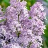 New Age Lavender Lilac (Syringa) - 3 Gallon Pot -Garden Supplies Sales 2024 syringa new age lavender lilac 4