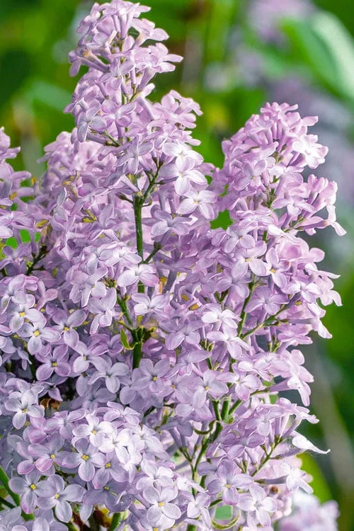 New Age Lavender Lilac (Syringa) - 3 Gallon Pot New Age Lavender Lilac (Syringa) - 3 Gallon Pot -Garden Supplies Sales 2024 syringa new age lavender lilac 4
