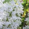 New Age White Lilac (Syringa) - 3 Gallon Pot -Garden Supplies Sales 2024 syringa new age lavender white 1