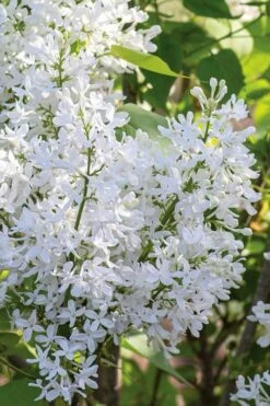 New Age White Lilac (Syringa) - 3 Gallon Pot -Garden Supplies Sales 2024 syringa new age lavender white 2