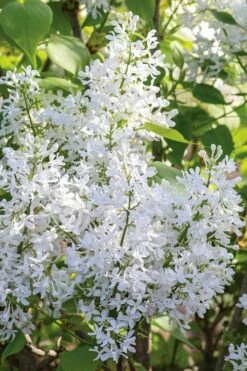 New Age White Lilac (Syringa) - 3 Gallon Pot -Garden Supplies Sales 2024 syringa new age lavender white 3