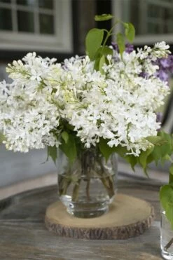New Age White Lilac (Syringa) - 3 Gallon Pot -Garden Supplies Sales 2024 syringa new age lavender white 4