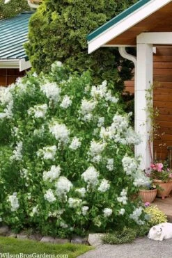 New Age White Lilac (Syringa) - 3 Gallon Pot -Garden Supplies Sales 2024 syringa new age lavender white 6