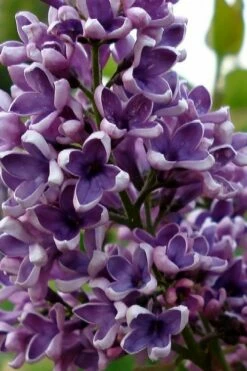 Albert F. Holden Purple French Lilac (Syringa) - 3 Gallon Pot -Garden Supplies Sales 2024 syringa vulgaris albert f holden lilac 1