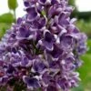 Albert F. Holden Purple French Lilac (Syringa) - 3 Gallon Pot -Garden Supplies Sales 2024 syringa vulgaris albert f holden lilac 2