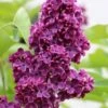 Ludwig Spaeth French Lilac (Syringa) - 1 Gallon Pot 1 Ludwig Spaeth French Lilac (Syringa) - 1 Gallon Pot -Garden Supplies Sales 2024 syringa vulgaris ludwig spaeth lilac 3