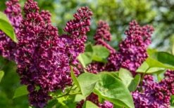 Ludwig Spaeth French Lilac (Syringa) - 1 Gallon Pot -Garden Supplies Sales 2024 syringa vulgaris ludwig spaeth lilac 4