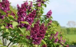 Ludwig Spaeth French Lilac (Syringa) - 1 Gallon Pot -Garden Supplies Sales 2024 syringa vulgaris ludwig spaeth lilac 5