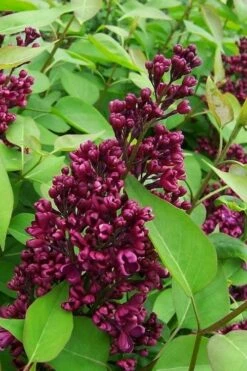 Monge French Lilac (Syringa) - 3 Gallon Pot -Garden Supplies Sales 2024 syringa vulgaris monge lilac 2