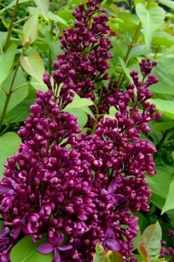 Monge French Lilac (Syringa) - 3 Gallon Pot -Garden Supplies Sales 2024 syringa vulgaris monge lilac 3