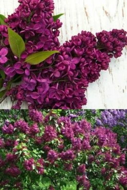 Monge French Lilac (Syringa) - 3 Gallon Pot -Garden Supplies Sales 2024 syringa vulgaris monge lilac 4