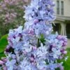 President Grevy French Lilac (Syringa) - 1 Gallon Pot -Garden Supplies Sales 2024 syringa vulgaris president grevy lilac 7