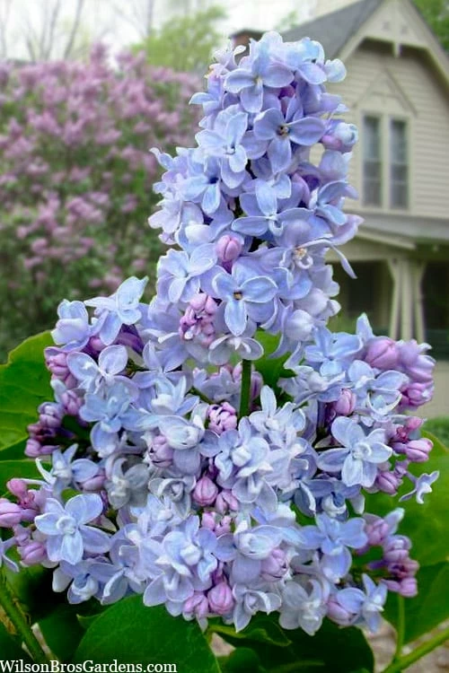 President Grevy French Lilac (Syringa) - 1 Gallon Pot President Grevy French Lilac (Syringa) - 1 Gallon Pot -Garden Supplies Sales 2024 syringa vulgaris president grevy lilac 7