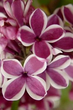 Sensation French Lilac (Syringa) - 3 Gallon Pot -Garden Supplies Sales 2024 syringa vulgaris sensation french lilac 1