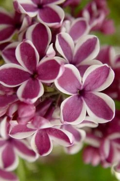 Sensation French Lilac (Syringa) - 3 Gallon Pot -Garden Supplies Sales 2024 syringa vulgaris sensation french lilac 2