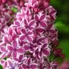 Sensation French Lilac (Syringa) - 3 Gallon Pot -Garden Supplies Sales 2024 syringa vulgaris sensation french lilac 3