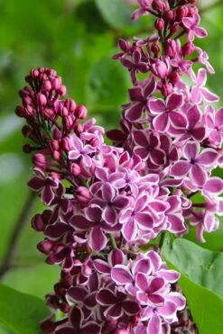 Sensation French Lilac (Syringa) - 3 Gallon Pot -Garden Supplies Sales 2024 syringa vulgaris sensation french lilac 4