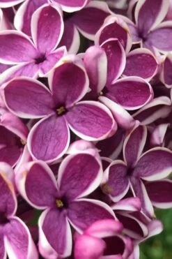 Sensation French Lilac (Syringa) - 3 Gallon Pot -Garden Supplies Sales 2024 syringa vulgaris sensation french lilac 5