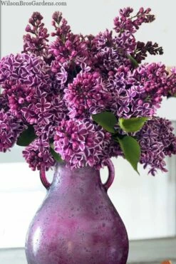 Sensation French Lilac (Syringa) - 3 Gallon Pot -Garden Supplies Sales 2024 syringa vulgaris sensation french lilac 8