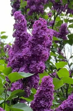 Yankee Doodle Purple French Lilac (Syringa) - 3 Gallon Pot -Garden Supplies Sales 2024 syringa vulgaris yankee doodle feench lilac 1