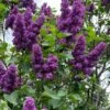 Yankee Doodle Purple French Lilac (Syringa) - 3 Gallon Pot -Garden Supplies Sales 2024 syringa vulgaris yankee doodle feench lilac 3