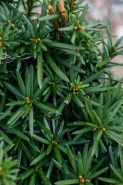 Beanpole Columnar Yew (Taxus Media) - 1 Gallon Pot -Garden Supplies Sales 2024 taxus media beanpole yew 3