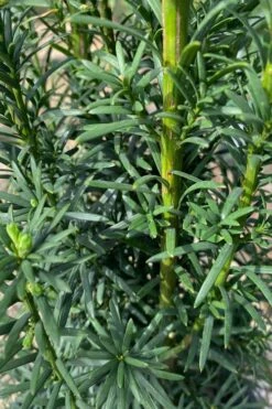 Maureen Columnar Yew (Taxus Hybrid) - 1 Gallon Pot -Garden Supplies Sales 2024 taxus x media maureen columnar yew 1 2