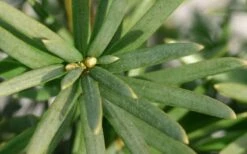 Maureen Columnar Yew (Taxus Hybrid) - 5 Gallon Pot -Garden Supplies Sales 2024 taxus x media maureen columnar yew 2