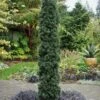 Maureen Columnar Yew (Taxus Hybrid) - 1 Gallon Pot -Garden Supplies Sales 2024 taxus x media maureen columnar yew 4 2