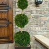 Emerald Green Arborvitae Poodle Tier Topiary (3 Ball) - 5 Gallon Pot -Garden Supplies Sales 2024 thuja occidentalis emerald green arborvitae 3 ball poodle tier topiary 1