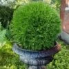 Planet Earth Arborvitae - 3 Gallon Pot -Garden Supplies Sales 2024 thuja occidentalis planet earth arborvitae 6