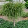Whipcord Arborvitae (Single Trunk Topiary Tree) - 2 Gallon Pot -Garden Supplies Sales 2024 thuja plicata whipcord arbirvitae topiary tree 1