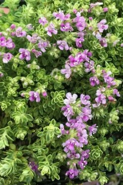 Highland Cream Creeping Thyme - 5 Pack Of Quart Pots -Garden Supplies Sales 2024 thyme highland cream 500x750 1