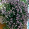 Doone Valley Thyme - 6 Pack Of Pink Pots -Garden Supplies Sales 2024 thymus citriodorus doon valley 1