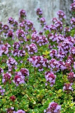 Doone Valley Thyme - 6 Pack Of Pink Pots -Garden Supplies Sales 2024 thymus citriodorus doone valley 3