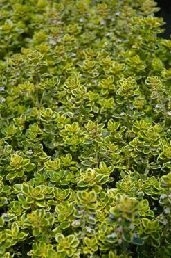 Golden Lemon Thyme (Thymus Citriodorus 'Aurea') - 6 Pack Of Pint Pots -Garden Supplies Sales 2024 thymus citriodorus golden lemon thyme 3 1