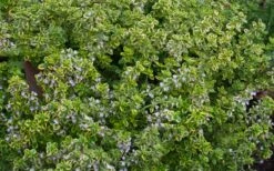 Golden Lemon Thyme (Thymus Citriodorus 'Aurea') - 6 Pack Of Pint Pots -Garden Supplies Sales 2024 thymus citriodorus golden lemon thyme 4 1